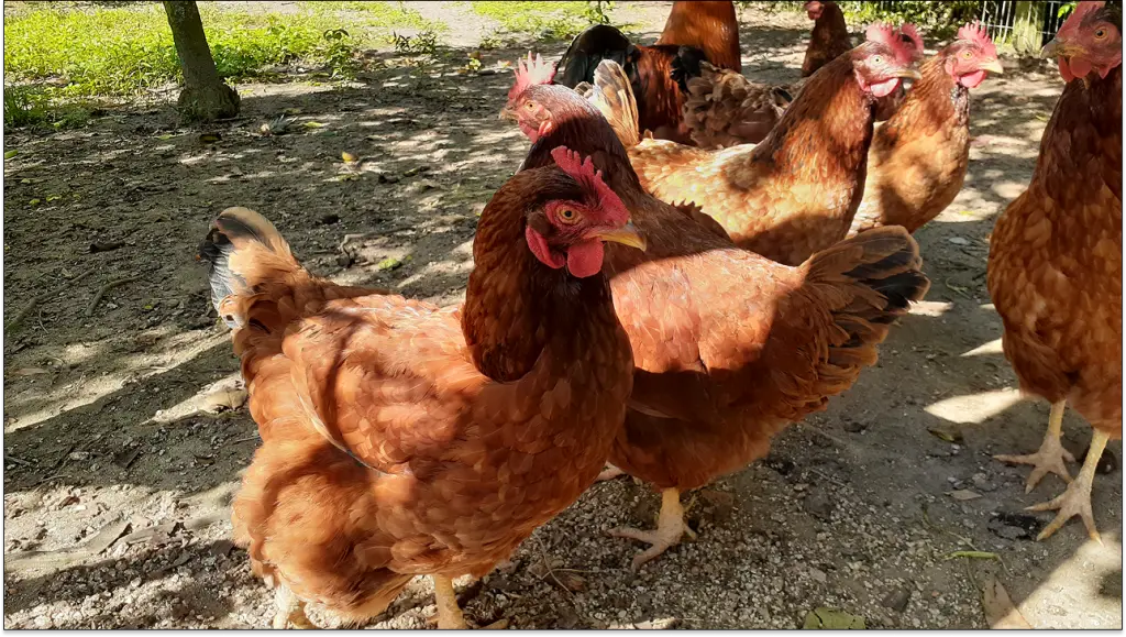 granja-lia-8